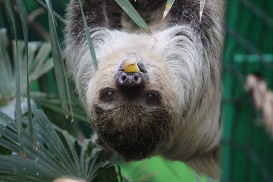 Edinburgh Zoo Entrance Ticket - Tickets, Value, and What You’ll Actually Pay