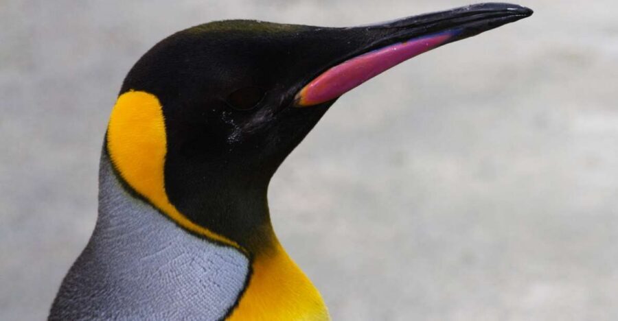 Edinburgh Zoo Entrance Ticket - Rare Animals First: Penguins, Koalas, Sloths, and Giraffes