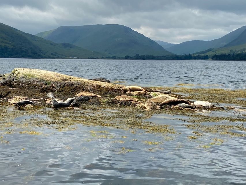 Fort William: Seal Island Boat Tour - Who guides this, and how the style lands
