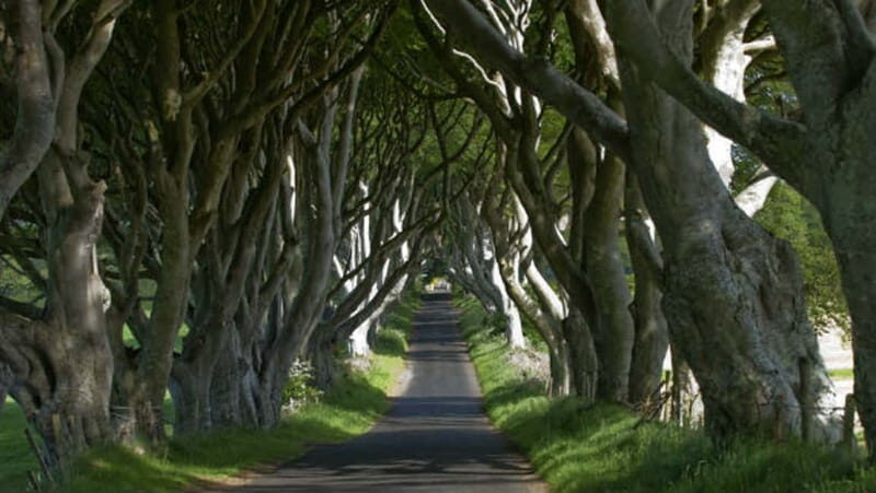 From Belfast: Giant's Causeway, Dunluce Castle & Dark Hedges - Key highlights you’ll feel in your legs (and your photos)