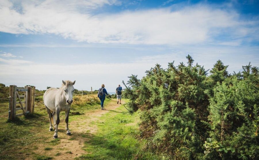 From Cardiff: Mumbles, Three Cliffs, Worms Head Gower Tour - Price and value: is $190 a good deal for a 9-hour day?