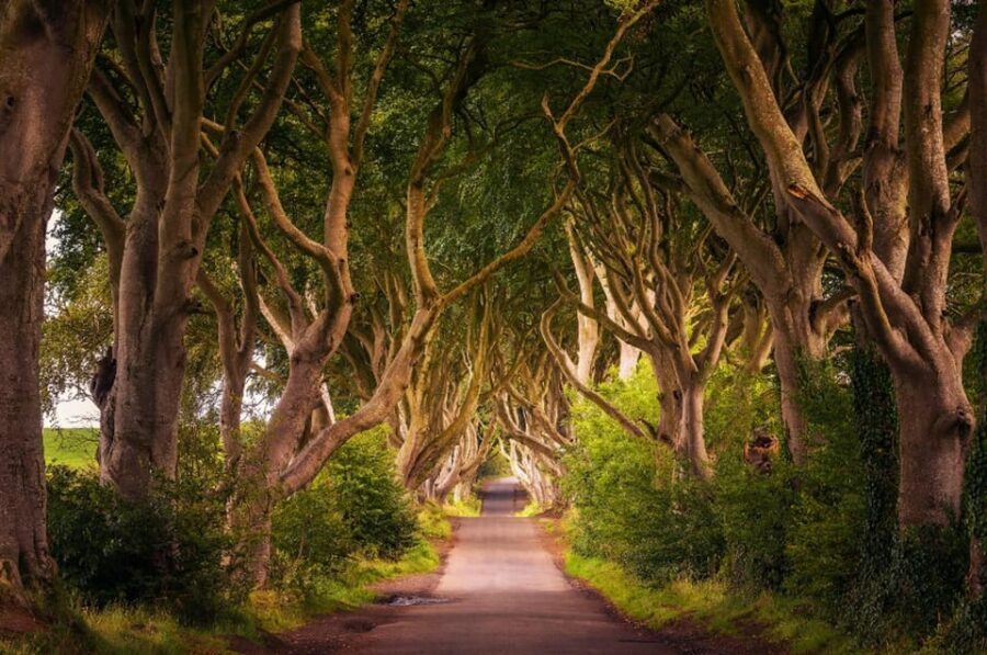 From Dublin: Giant's Causeway, Dark Hedge & Belfast Tour - Key Things I’d Prioritize on This Trip
