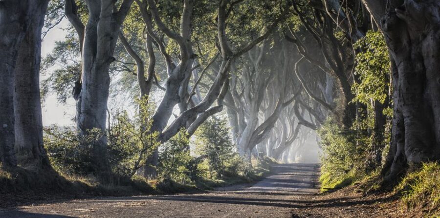From Dublin: Giant's Causeway Tour and Whiskey Tasting - Dark Hedges: Beech-Tree Tunnel Magic with a Game of Thrones Connection