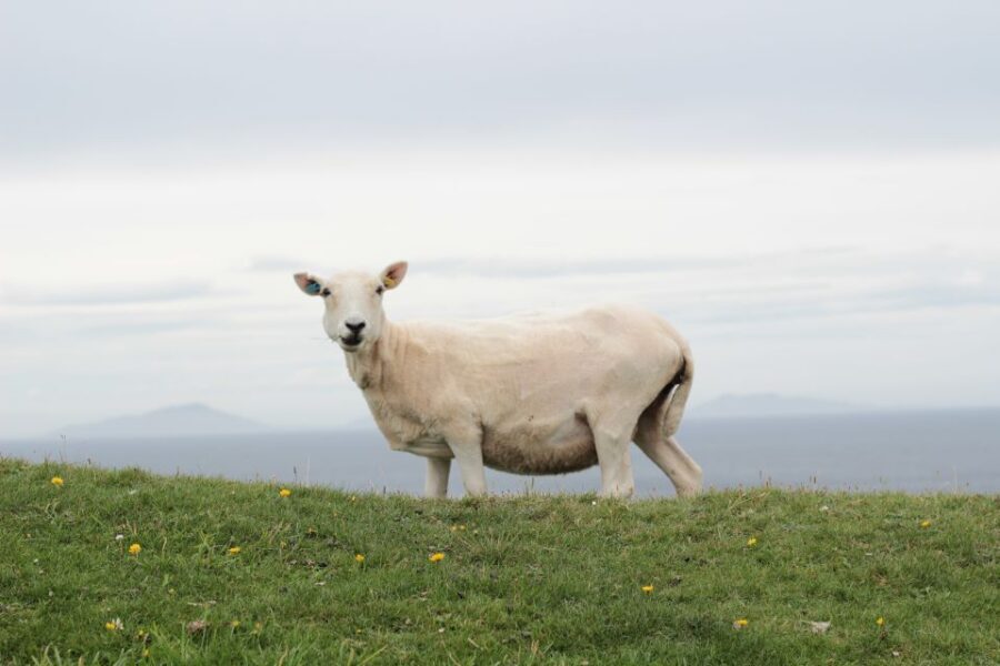 From Edinburgh: 2-Day Highlands Tour with Hogwarts Express - Price and logistics: whether $481 feels fair