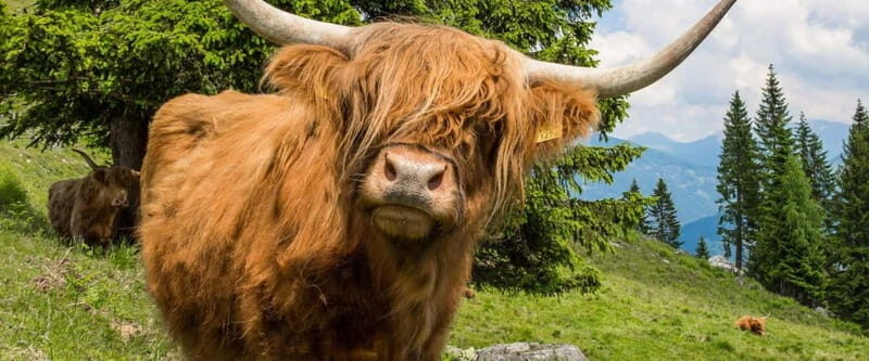 From Edinburgh: 3-Day Isle of Skye and Highlands Tour - Day 2 on Isle of Skye: Castles, Waterfalls, and the Best Kinds of Stops