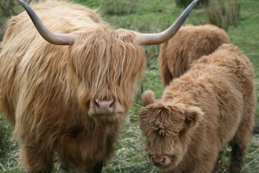 From Edinburgh: Best of Scotland Small-Group Day Tour - What walking feels like on this day