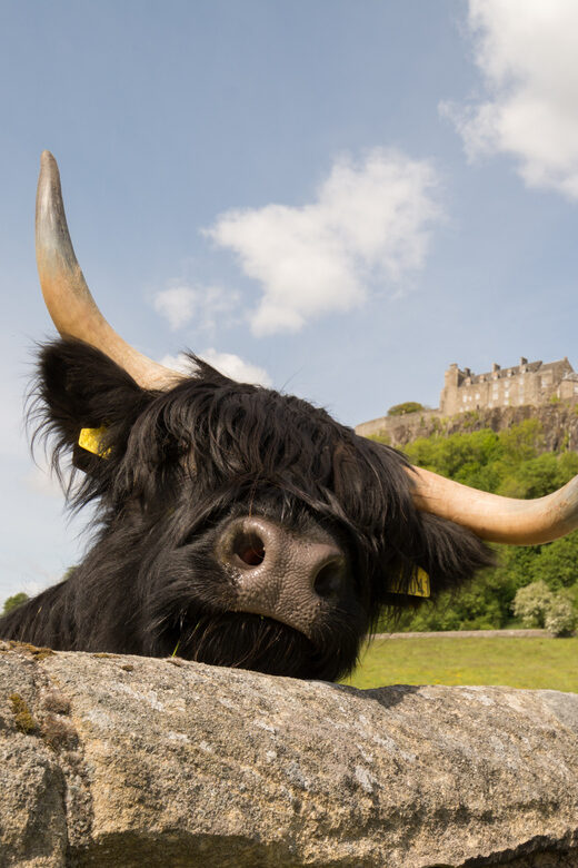From Edinburgh: Loch Lomond, Stirling Castle & Kelpies Tour - Leaving Edinburgh: how this day trip flows