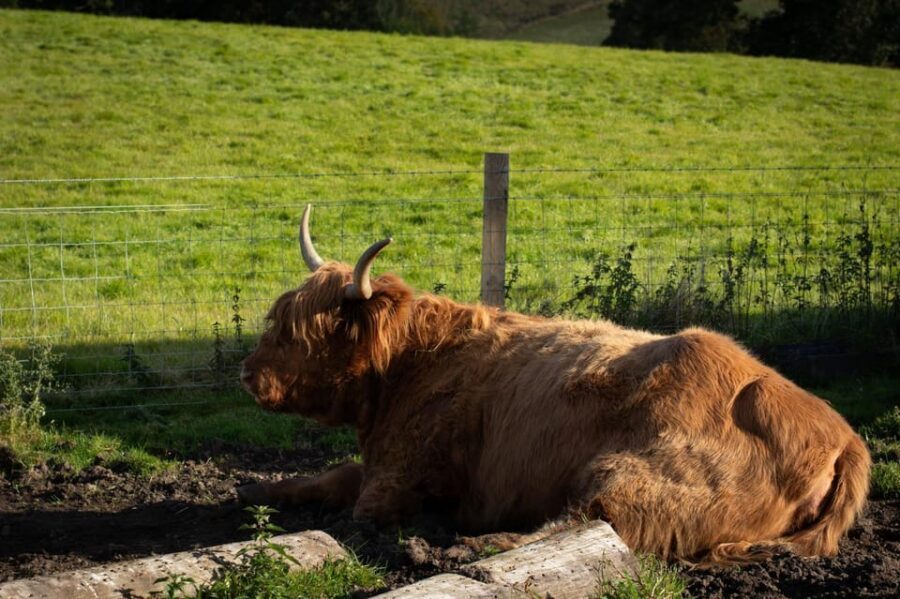 From Edinburgh: Loch Ness, Glencoe & Scottish Highlands Tour - Glencoe and Rannoch Moor: Movie Vibes Plus Real Tragedy