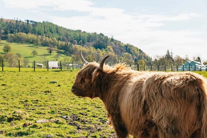 From Edinburgh: Loch Ness & Scottish Highlands Tour - Back to Edinburgh via Perthshire and the Firth of Forth Bridges