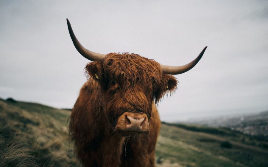 From Edinburgh: Scottish Highlands Full-Day Trip - Key Things That Make This Trip Work