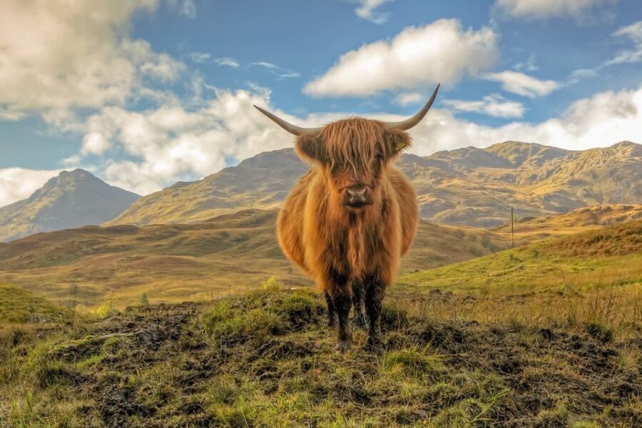 From Edinburgh: Stirling Castle, Loch Lomond & Whisky Tour - Clydeside Distillery in Glasgow: whisky tasting plus Glasgow stories
