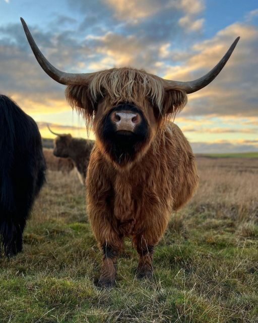 From Edinburgh: The Kelpies, Glencoe & Loch Lomond Day Tour - Key points that make this tour worth your time
