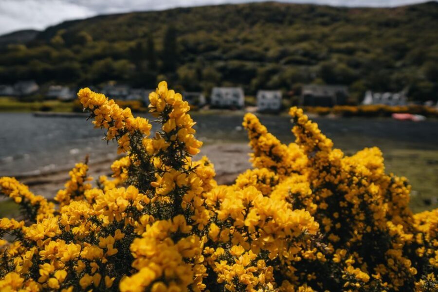 From Glasgow: A Day on the Isle of Arran with Admission - Lochranza vs Blackwaterfoot: pick your kind of quiet