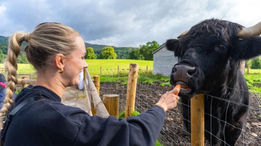 From Inverness: Cawdor Castle, Clava Cairns & The Cairngorms - Key highlights worth planning for