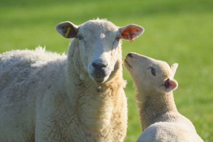 From London: Full-Day Cotswolds Small-Group Tour - Key things I think you’ll notice