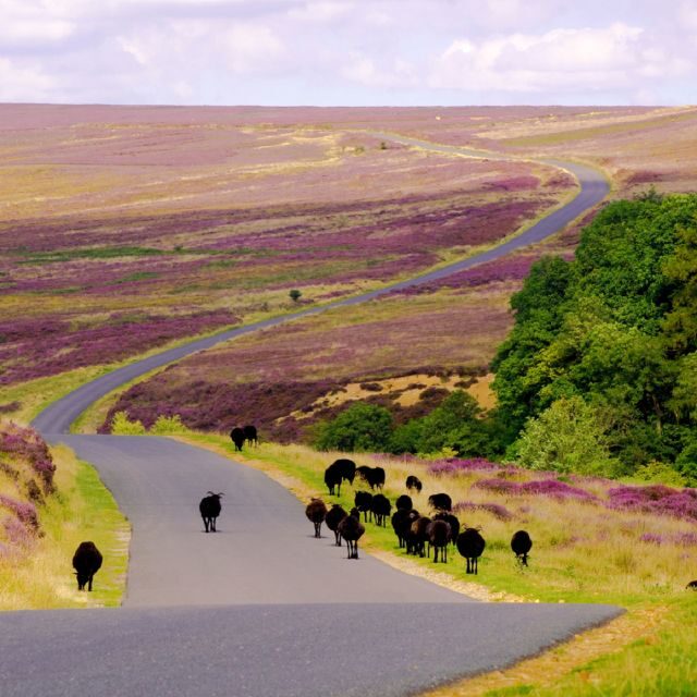 From London: The North York Moors with Steam Train to Whitby - Goathland: Heartbeat Country Meets Harry Potter Hogsmeade
