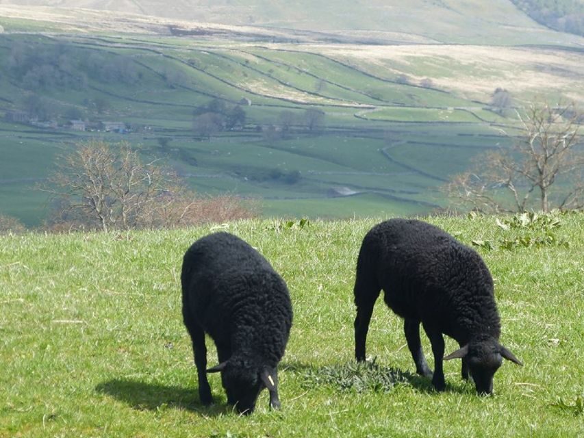 From York: Full-Day Yorkshire Dales Tour - Hawes free time: the Wensleydale Creamery cheese experience