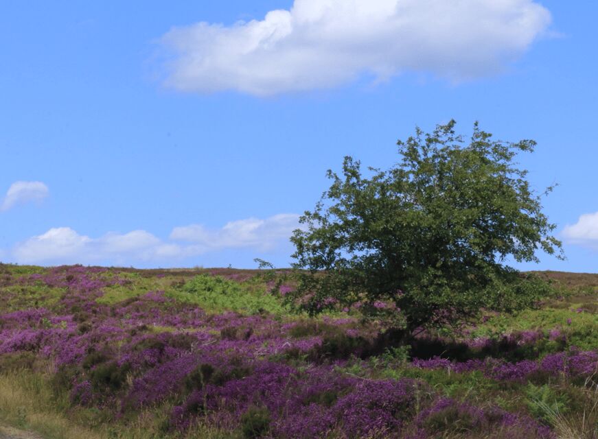 From York: North Moors and Whitby Tour - Price and value: what $93 buys you