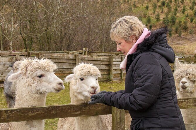 Fun and Educational Alpaca Experience in the Scottish Borders - Hand-feeding alpacas: the fastest way to win their attention