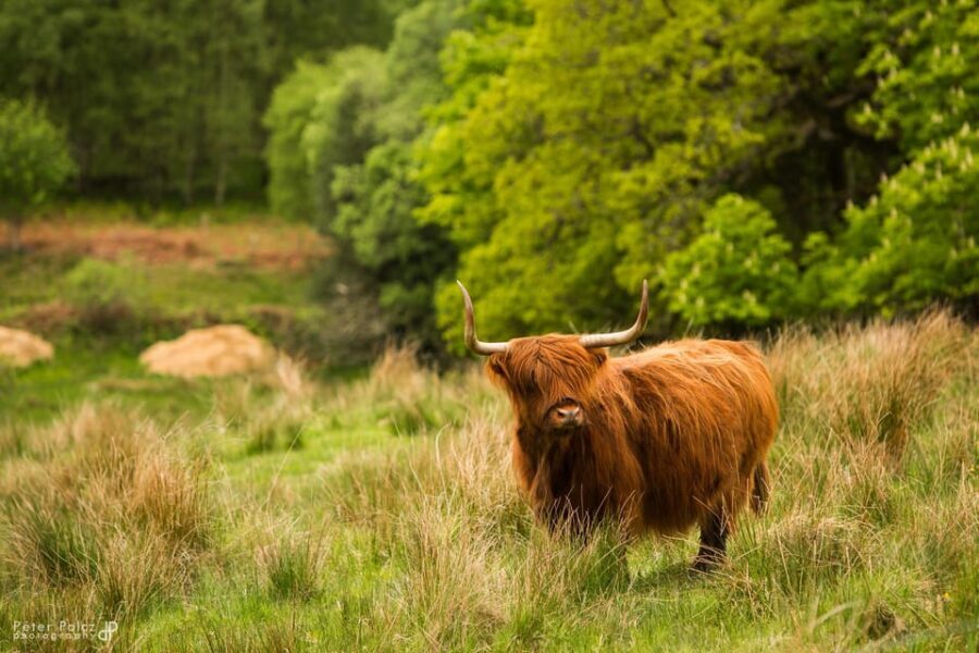Glasgow: Loch Ness, Glen Coe, Hairy Coos & The Highlands - Loch Lomond at Luss: Coffee, Views, and the Song You’ve Heard