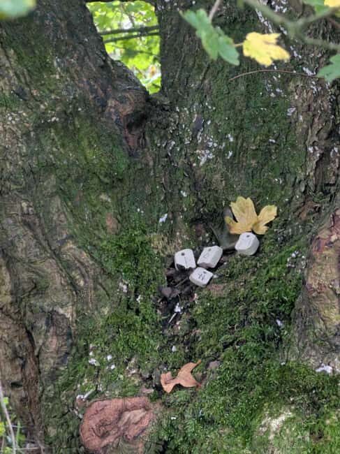 Glastonbury: Guided Tour of Avalon with Celtic Shaman - Vision quest in the Orchard of Avalon: what it’s like in real time