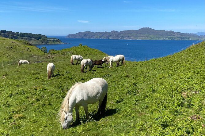 Guided Hebridean Farm Hike near Tobermory, Isle of Mull, Scotland - Meadow Ridge: wildflowers in season and big sea visibility
