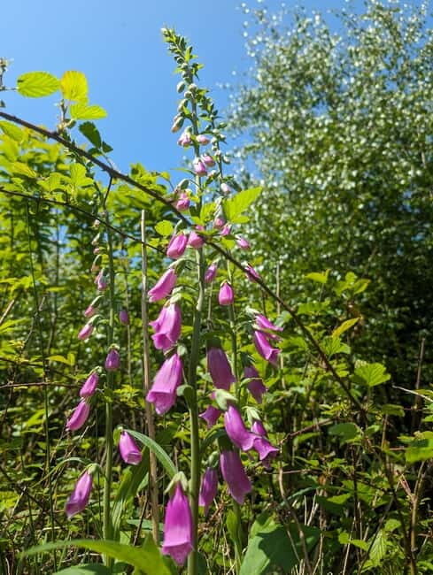 Guided Nature Tour: Pilgrims Way & Bigbury Fort - What to bring (and what to expect from the ground)