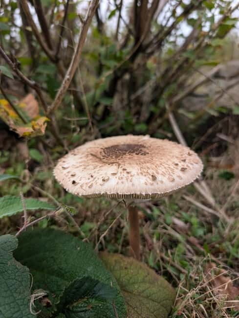 Guided Nature Tour: Pilgrims Way & Bigbury Fort - Meeting at Chatham Hatch Village Hall, then getting your bearings