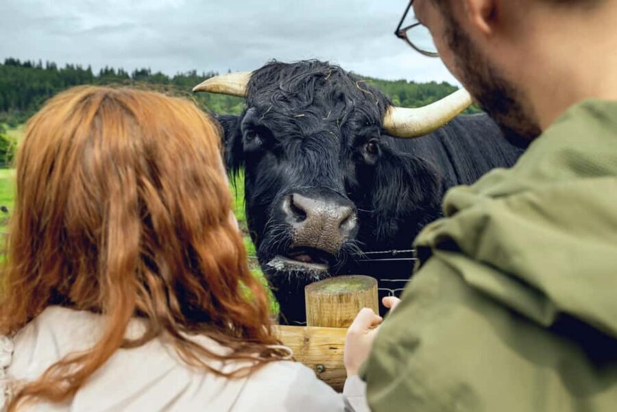 Hairy Coos & Highland Views: A Short Escape from Edinburgh - Loch Katrine and Loch Achray: where the Highlands slow down