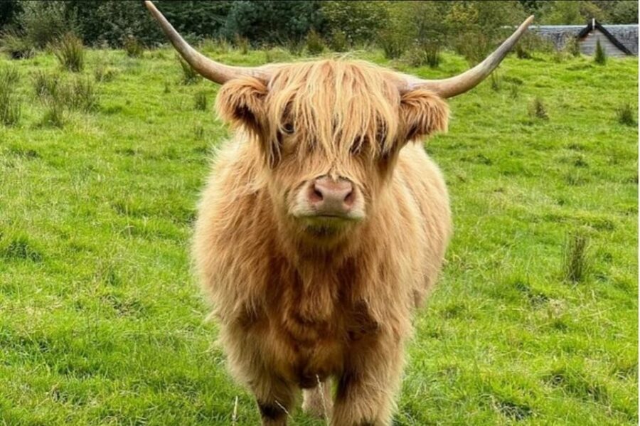 Highland Cows Glasgow Cathedral Kelpies Tour from Edinburgh - Key takeaways before you go
