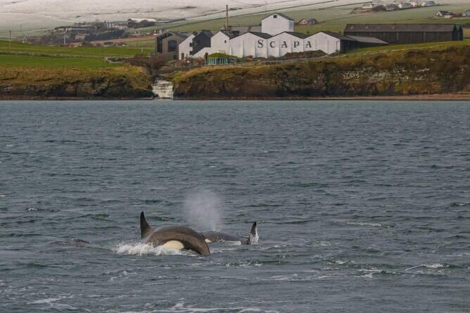 Historic Orkney Showcase Private Tour By a native Islander - Yesnaby Cliffs: fast photos with Atlantic energy
