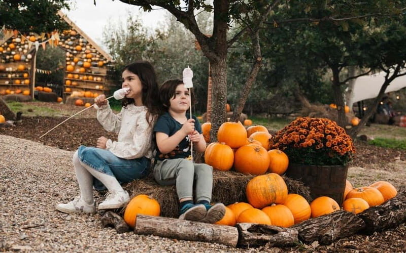 Hounslow: Pumpkin Patch Plus Entry to Hobbledown Heath - A Day at Hobbledown Heath, With the Pumpkin Patch Plus Twist