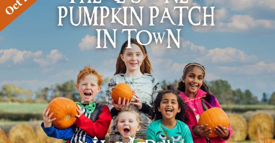 Hounslow: Pumpkin Patch Plus Entry to Hobbledown Heath - Pumpkin Patch Plus: How You Pick Your Own and What It Costs