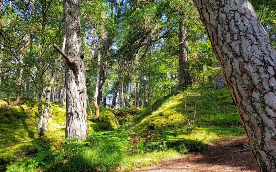 Inverness: Private Secret Hike to the Shores of Loch Ness - Price and logistics: is $380 per person worth it?