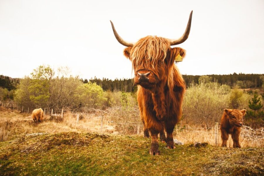 Isle of Skye and the Highlands 5-Day Tour from Edinburgh - Transportation, group size, and how to pack without headaches