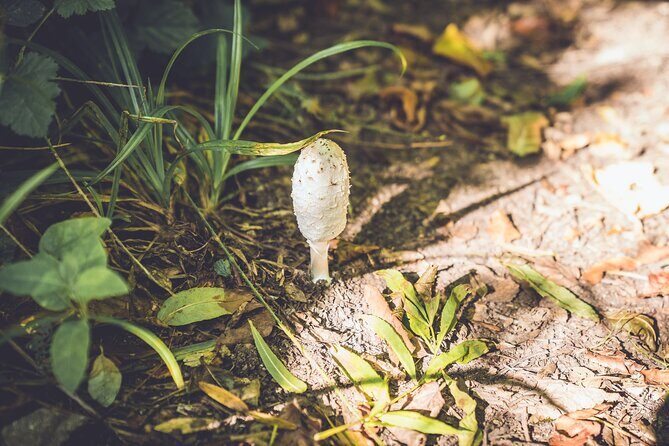Learn to forage in Llangollen - Leah’s teaching style: fundamentals, stories, and check-your-answers moments