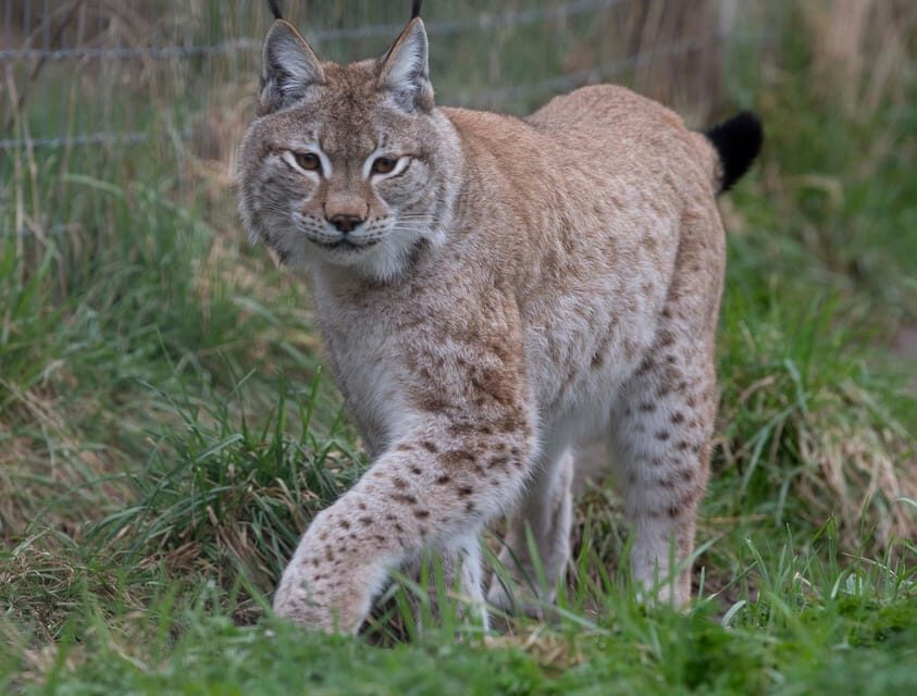 Lincolnshire: ARK Wildlife and Dinosaur Park Entry Ticket - Quick hits: what you’ll remember most