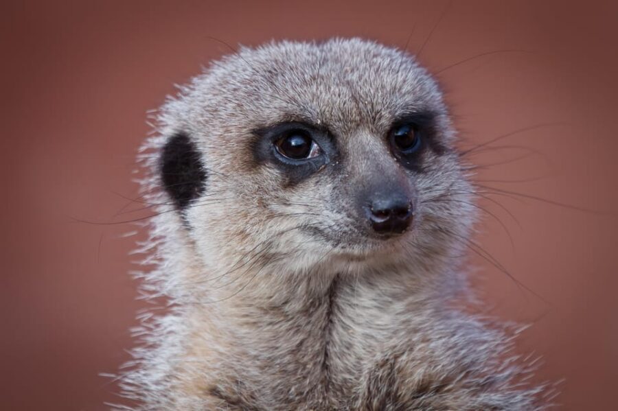 Lincolnshire: ARK Wildlife and Dinosaur Park Entry Ticket - Beautiful wildcats and the park’s fearless carnivore areas