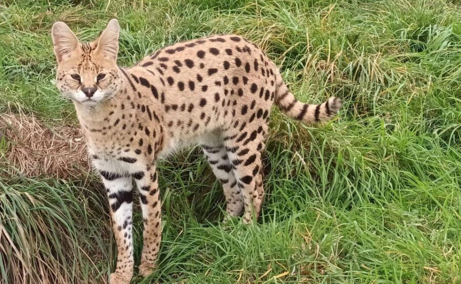 Lincolnshire: ARK Wildlife and Dinosaur Park Entry Ticket - A rescue sanctuary that still feels like a family zoo