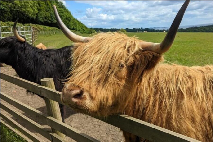 Loch Lomond Highland Cows Victorian Town Half-Day Tour - Key Things That Make This Tour Worth Your Time
