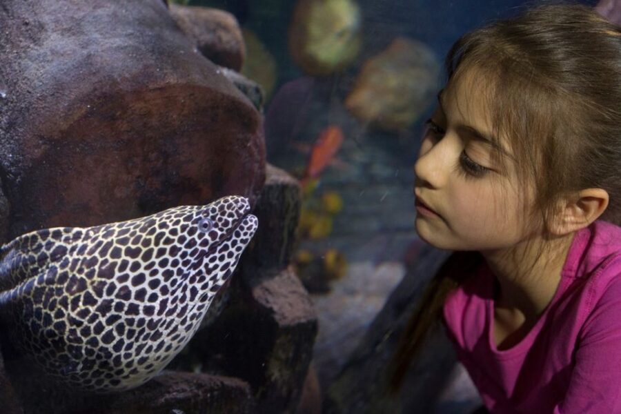 Loch Lomond: Sea Life Entrance Ticket - Lair of Claws: sea-bed predators close to eye level