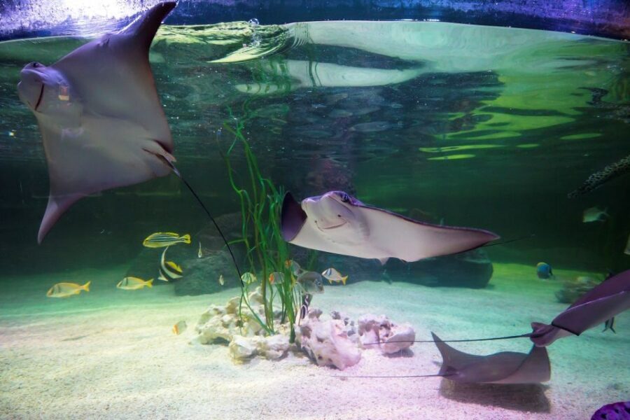 Loch Lomond: Sea Life Entrance Ticket - Big-bellied seahorses and the cow nose ray moment