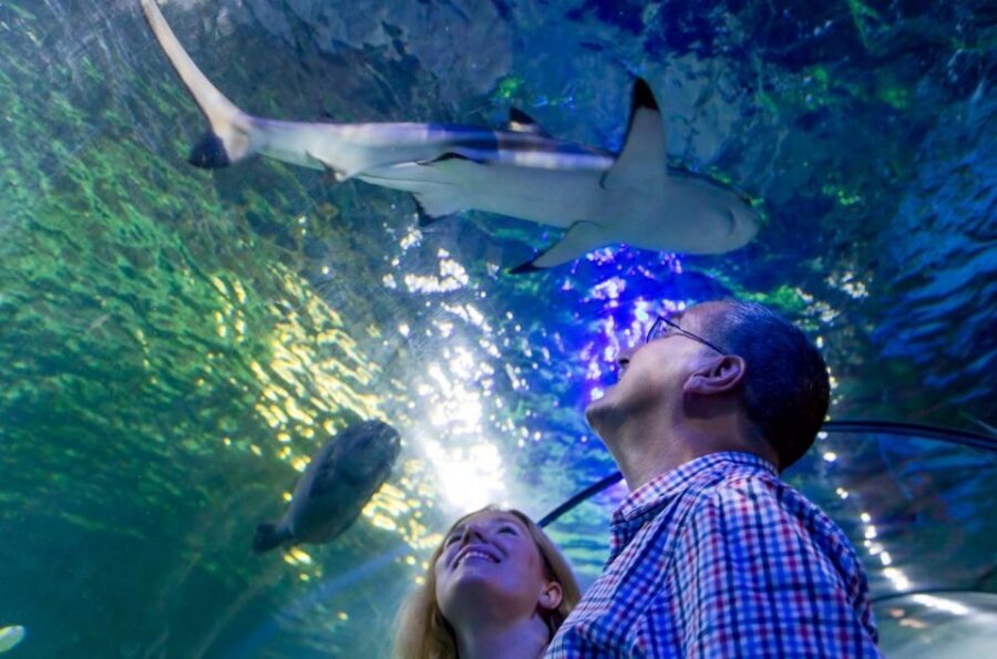 Loch Lomond: Sea Life Entrance Ticket - Your best route: start where the aquarium is calm