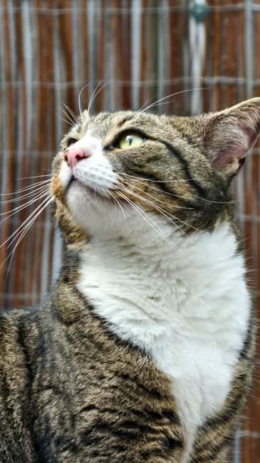 London Cat Cafe: Cat Lounge Entry Ticket - Key things I’d actually note before you go