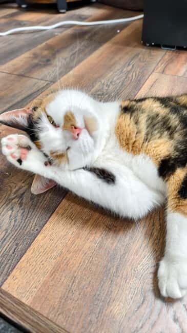 London Cat Cafe: Cat Lounge Entry Ticket - Cat-titude Cafe in London: why this experience feels different