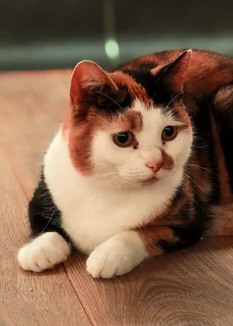 London Cat Cafe: Cat Lounge Entry Ticket - The cats and the garden: the part you’ll remember