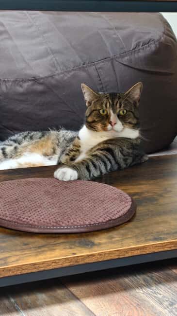 London Cat Cafe: Cat Lounge Entry Ticket - Cat lounge rules: keep it quiet and follow the boundaries