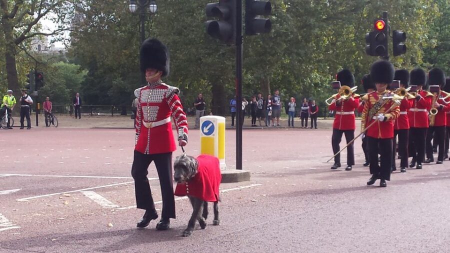 London: Changing of the Guard Walking Tour - Timing, crowds, and what to know about mobility