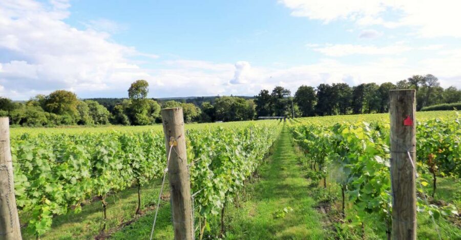London: Full-Day English Wine Tour with Lunch - Stop One: First Vineyard Walk, Views, and Your First Proper Tasting