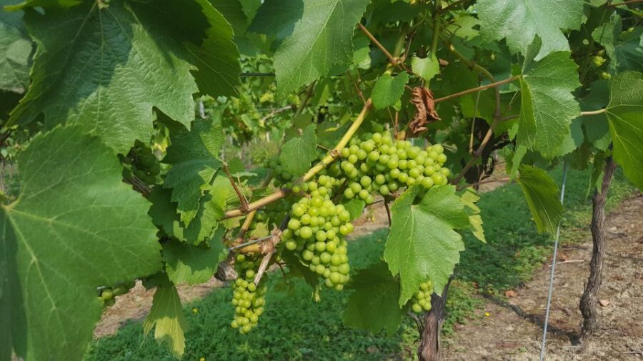 London: Full-Day English Wine Tour with Lunch - Price and Value: Is $202 Worth It?